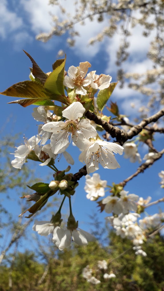 Cerisier en fleurs